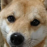 shinさん
