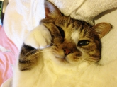 choco-catさん