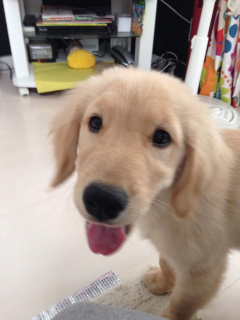 白いぴーすけさん